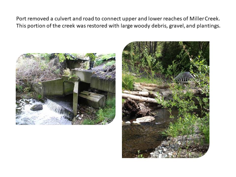 Port removed a culvert and road to connect upper and lower reaches of Miller Creek. This portion of the creek was restored with large woody debris, gravel, and plantings.