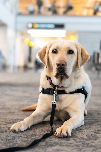 Gracie, a Golden Labrador in a volunteer harness, in the SEA terminal