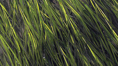 Sea Grass helps improve water quality