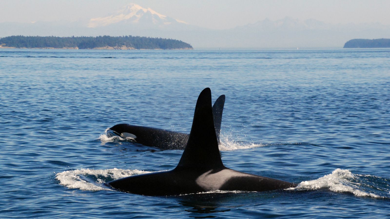 Protect the Orcas | Port of Seattle