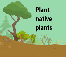 Native Plants