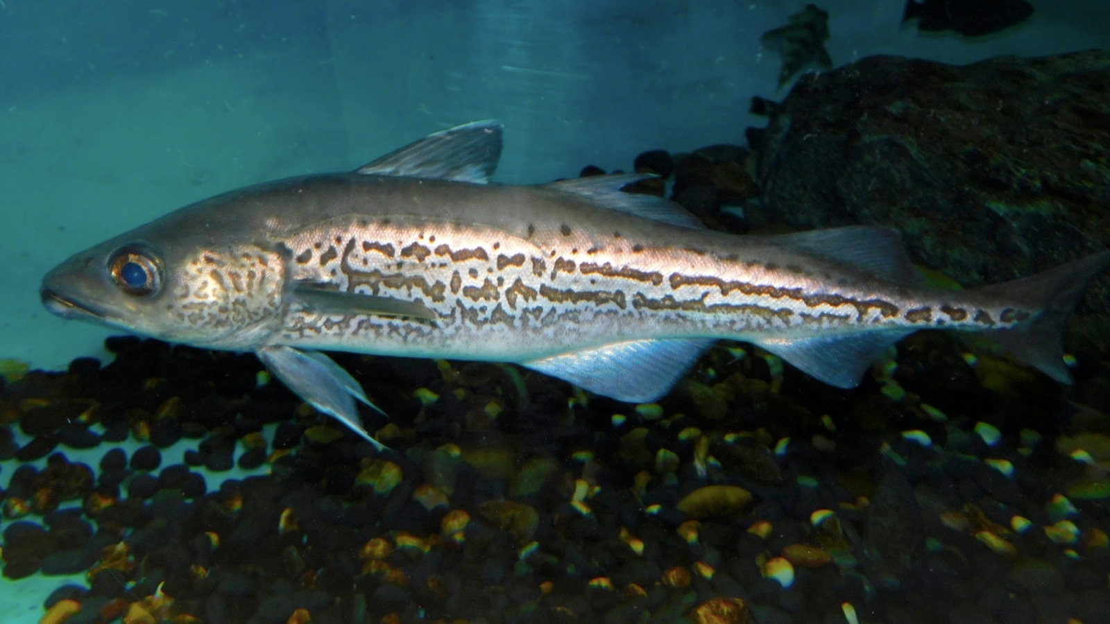 Alaska pollock fish deals
