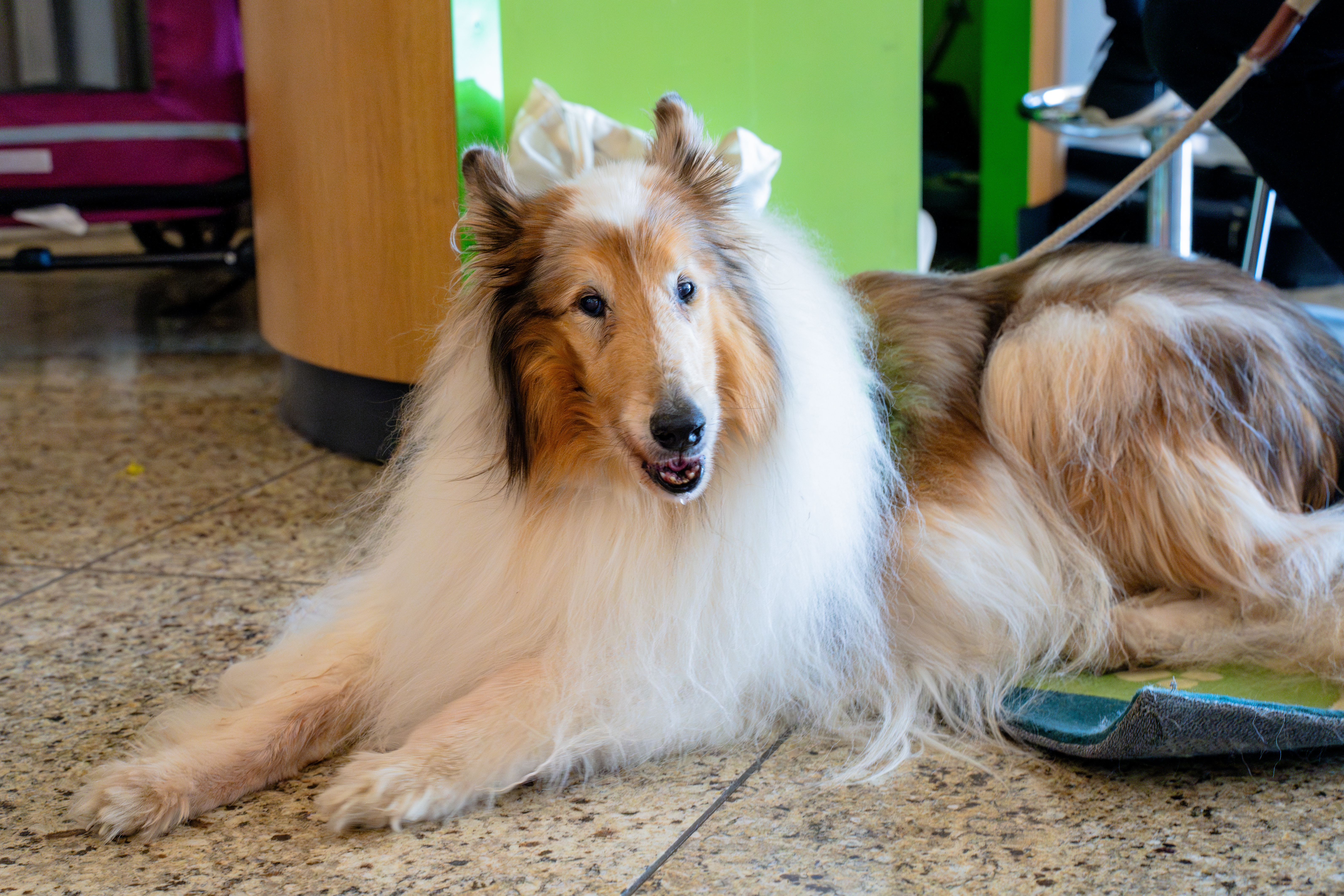 Traveling with Pets and Service Animals | Port of Seattle