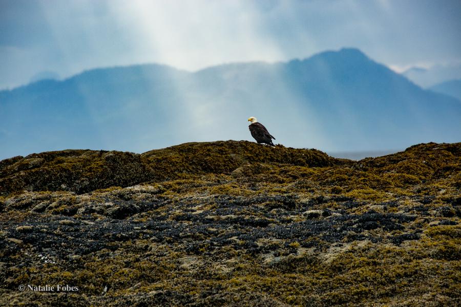 Eagle with mountain backdrop