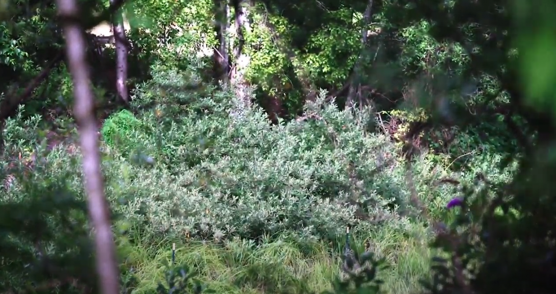 Salmon Cove Park and Shoreline Habitat