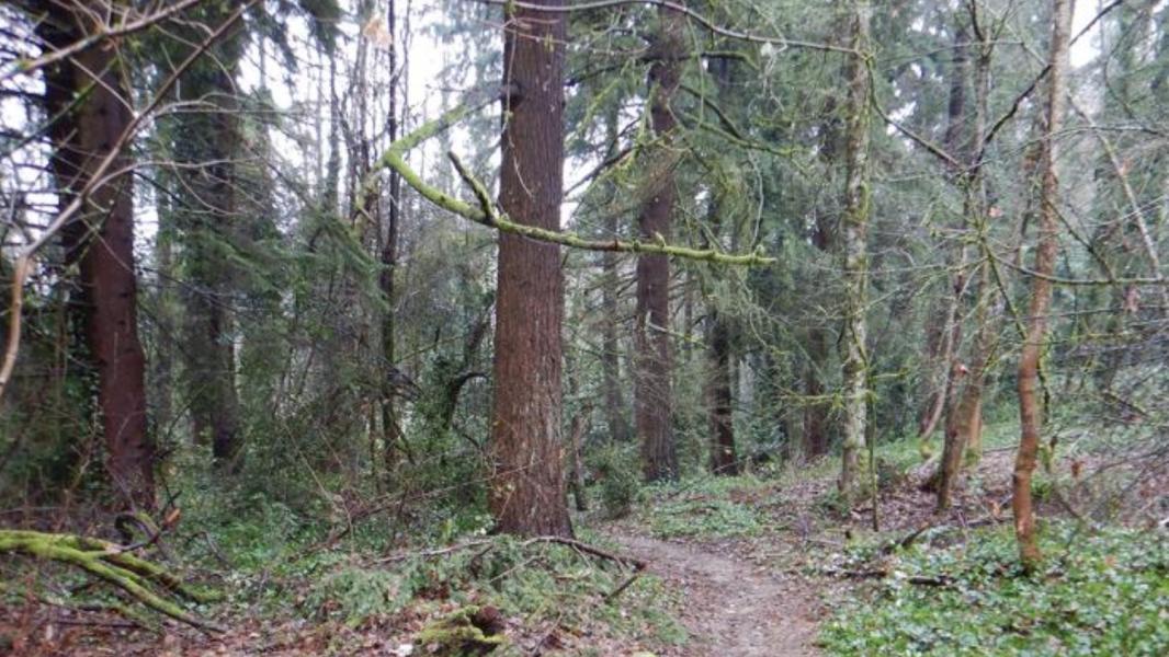 Photo of trees at North SeaTac Park