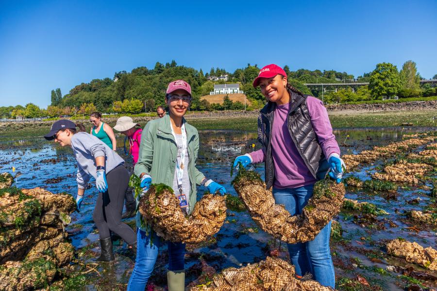 Oyster seeding at Smith Cove