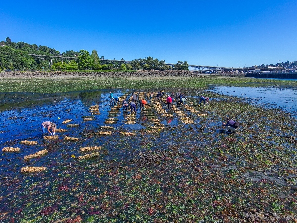 Native oyster beds at low tide