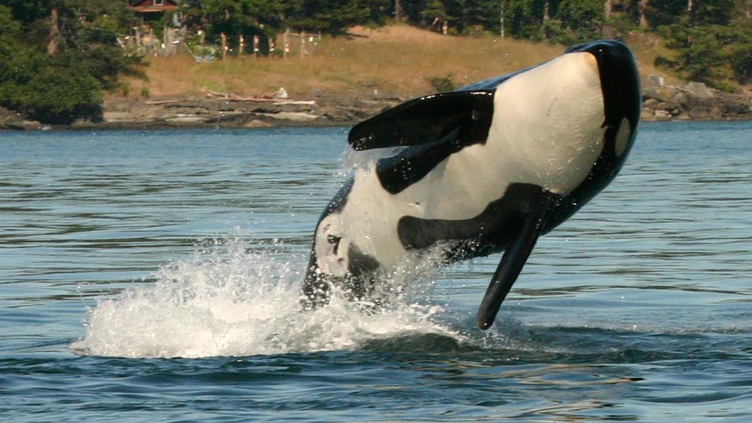 orca whale breach