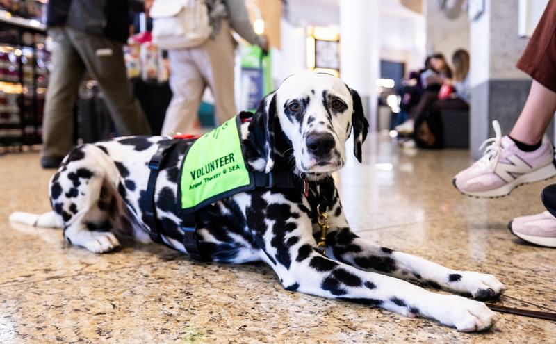 Dalmatian with green volunteer vest lays on airport floor