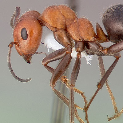 Thatcher Ant