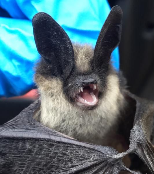 Vesper Bat
