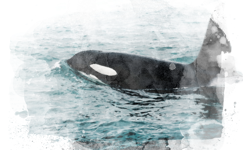 Orca whale