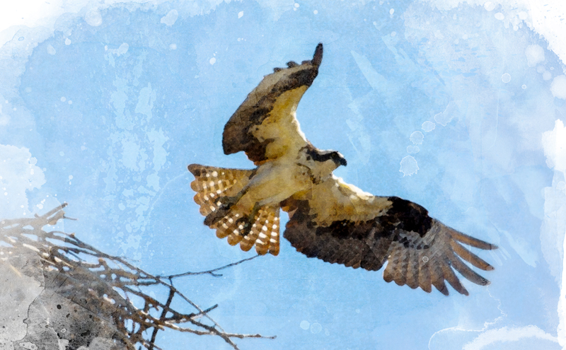 raptor coming out of a nest