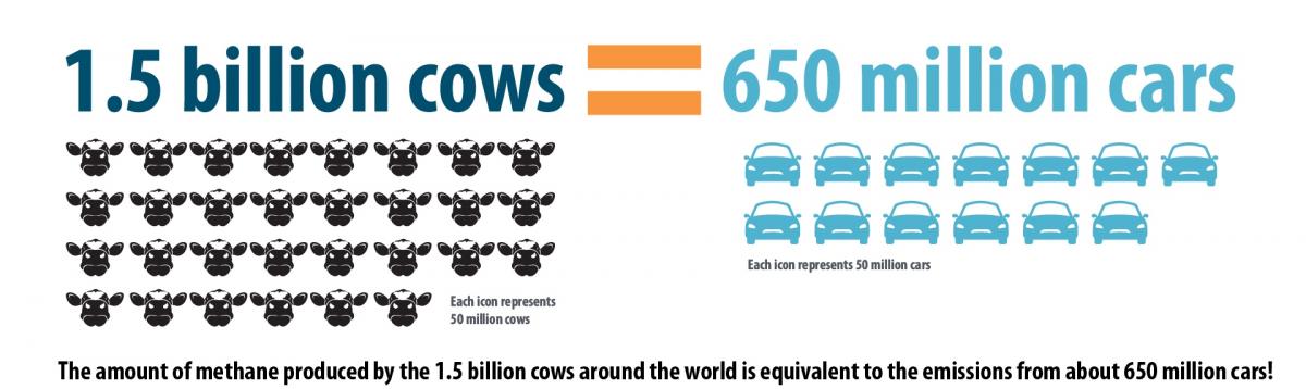 Infographic: cow methane emissions are more than the transportation sector