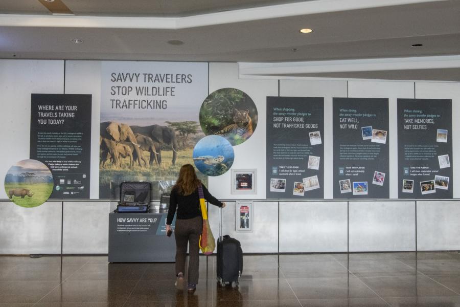 A passenger walks towards the wildlife display at SEA Airport