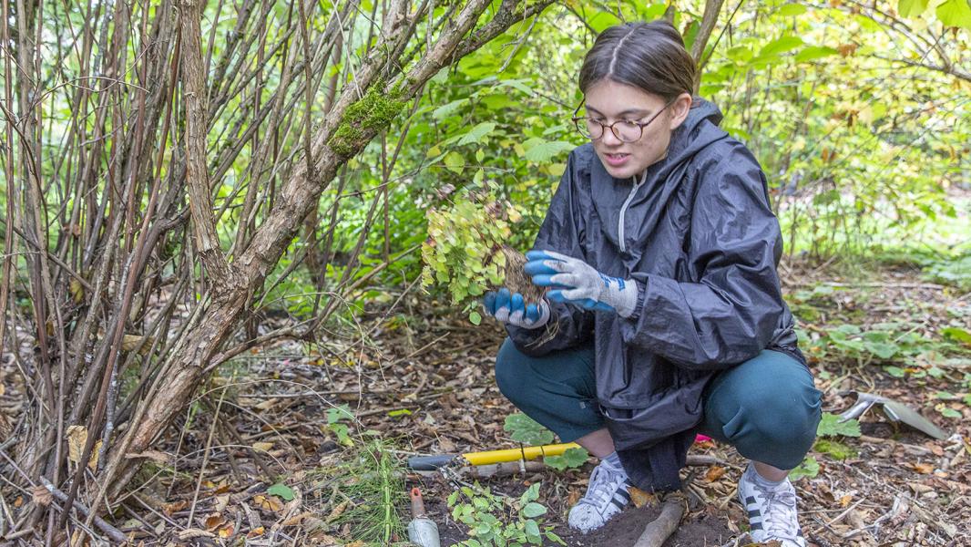 Duwamish Alive volunteer planting a native species shrub, həʔapus Village Park, Seattle, Oct. 2018