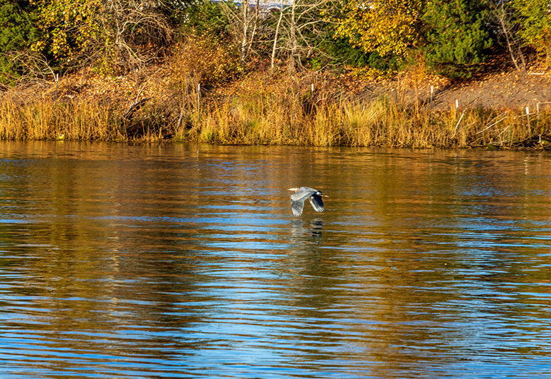 A blue heron flies over the Duwamish River