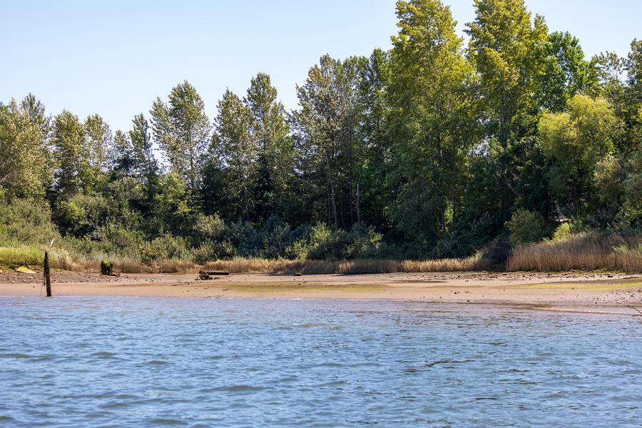 Salmon Cove Park and Shoreline Habitat Duwamish River Park, Seattle Aug. 2020 