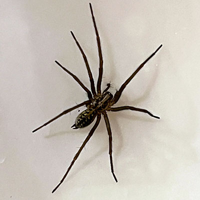 Giant House Spider 