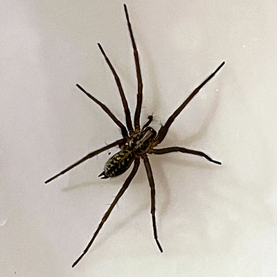 Giant House Spider