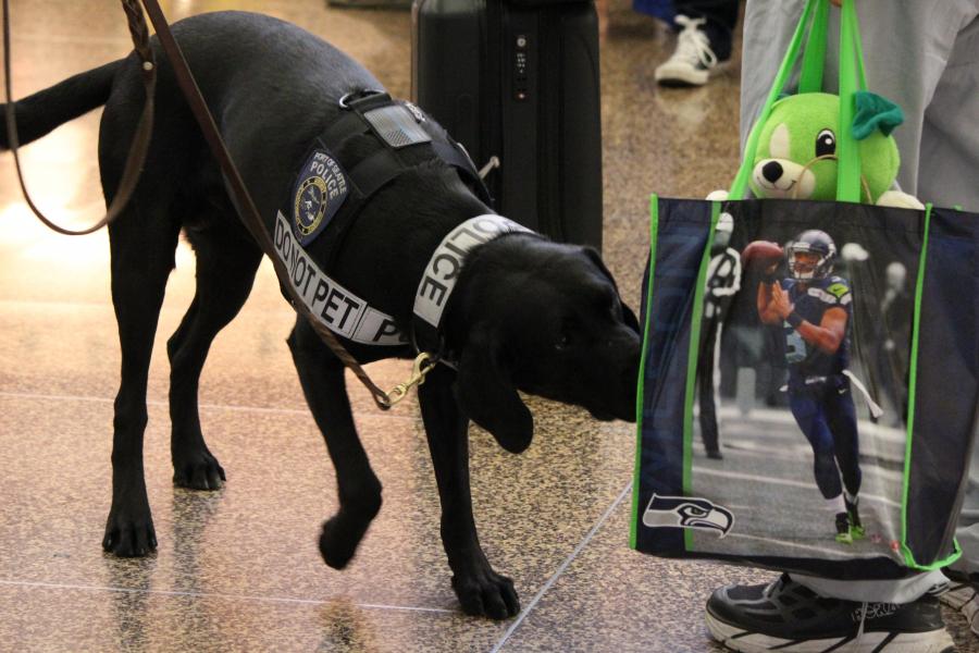 Canine police officer inspecting luggage