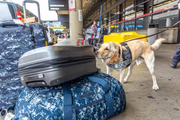 Port of Seattle Canine with Luggage