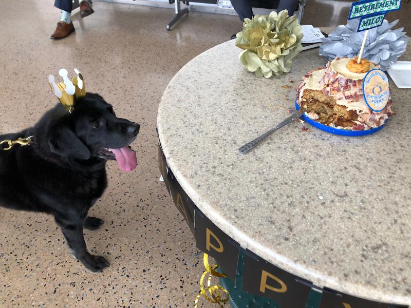 Canine officer Milo stares at the bacon cake