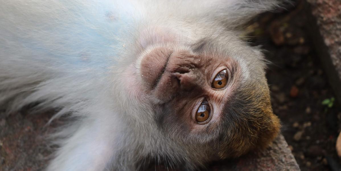 Monkey lies flat looking at the camera in Monkey Forest in Ubud Bali Indonesia