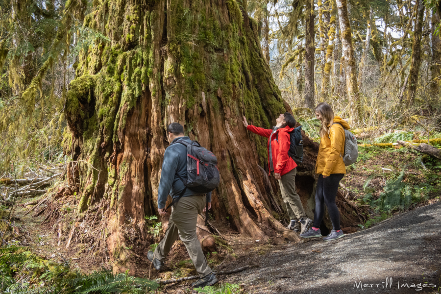 Three hikers with backpacks pause beside the enormous moss-covered base of an ancient cedar tree on a forest trail. One hiker in a red jacket reaches out to touch the deeply furrowed red bark while looking upward in awe. The surrounding forest is draped in green moss and ferns.
