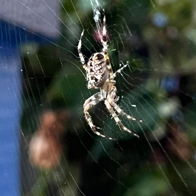 Orbweaver Spider