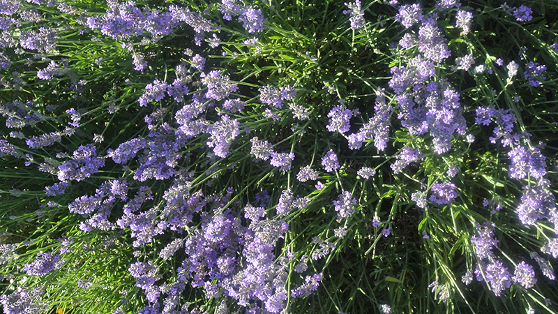 purple flowers