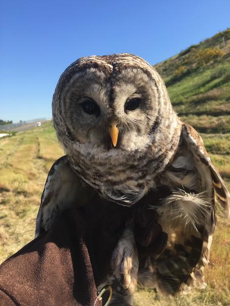 Owl trapped and relocated at Sea-Tac Airport