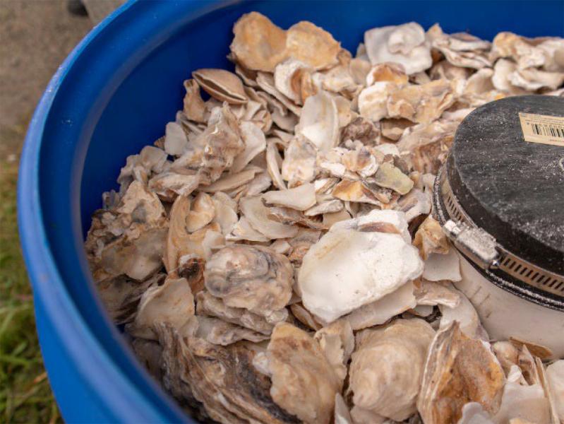 Oyster barrel containing crushed oyster shells
