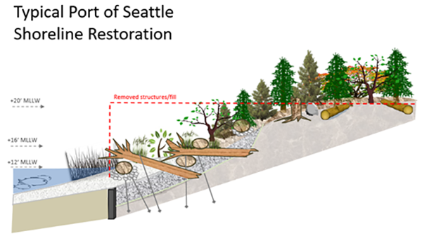 Diagram of a typical Port shoreline restoration