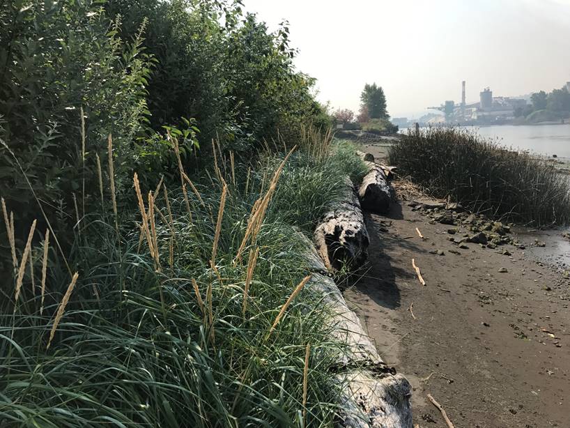 Restored Estuary Habitat on the Duwamish Waterway