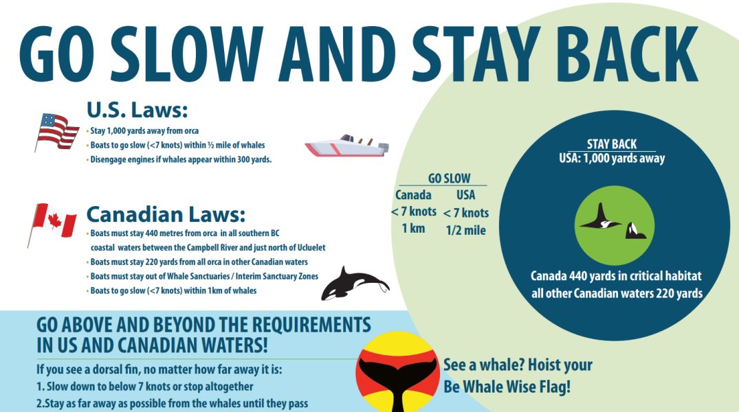 Marine wildlife laws and guidance for boaters infographic
