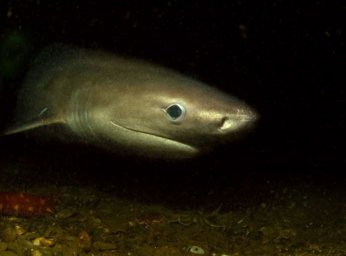 SixGill Shark