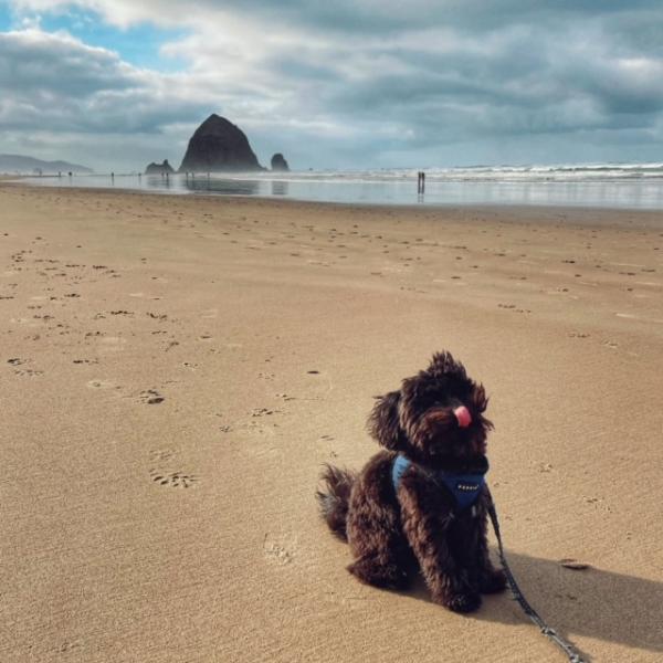 Scout in Cannon Beach