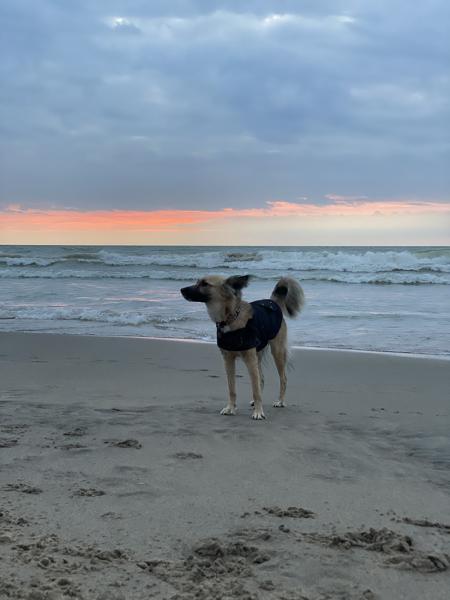 Stevie at the beach