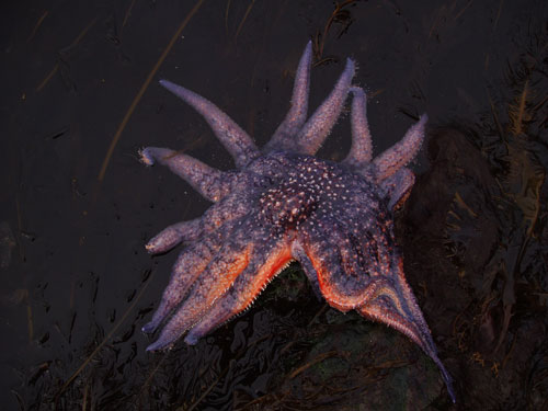 Sunflower Sea star