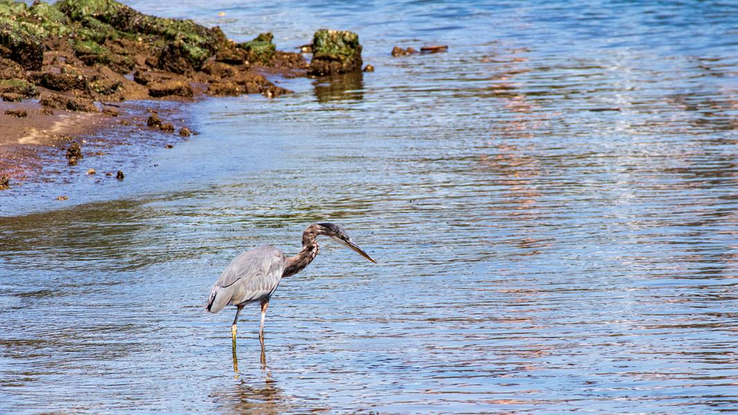 Blue heron on the Duwamish