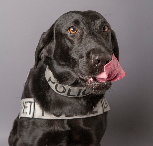 Police dog Ty with his tongue out