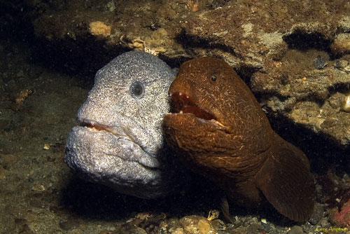 Wolf Eel Mates Lurking