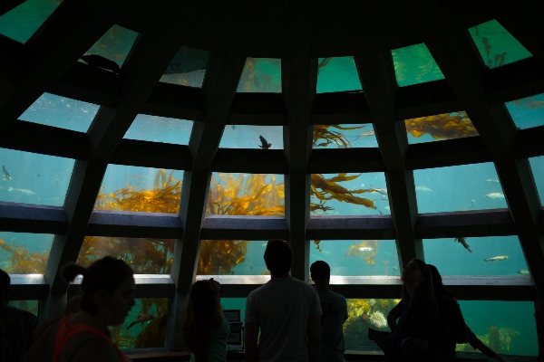 Underwater kelp forest at Seattle Aquarium