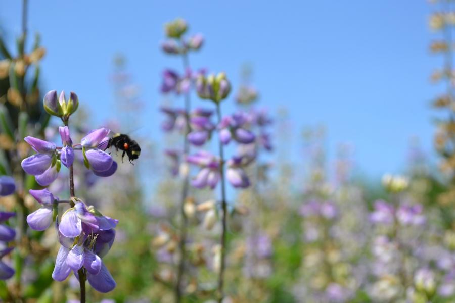 Bees on a flower at Sea-Tac Airport