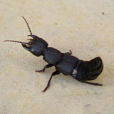 Devil's Coachman Beetle photo