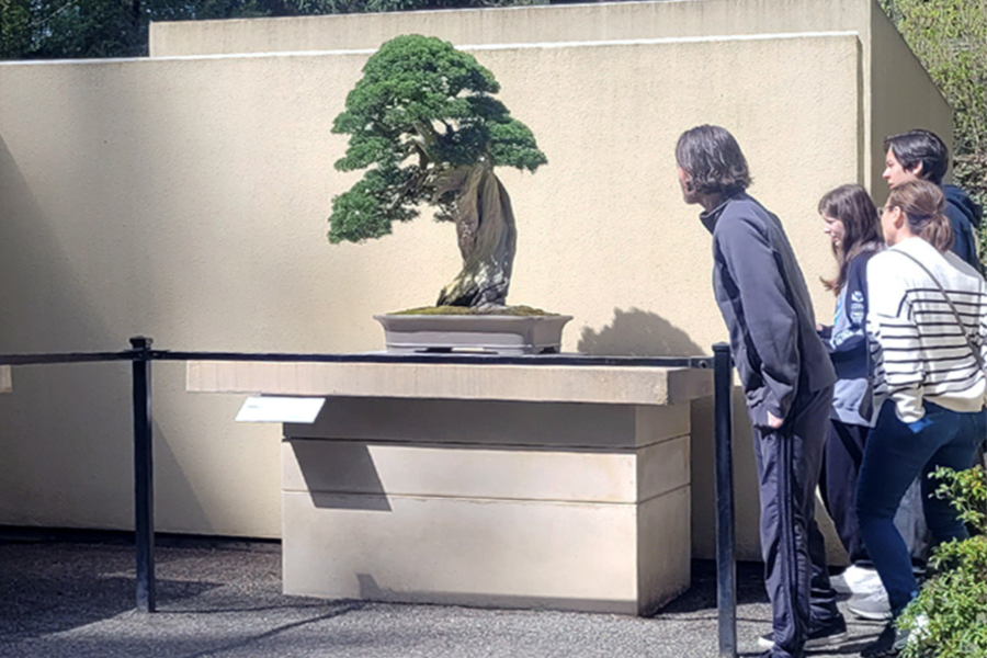 Three visitors lean in to examine a large, dramatically twisted bonsai tree displayed on a tall concrete pedestal outdoors, behind a low rope barrier. A small label plaque is mounted on the pedestal.