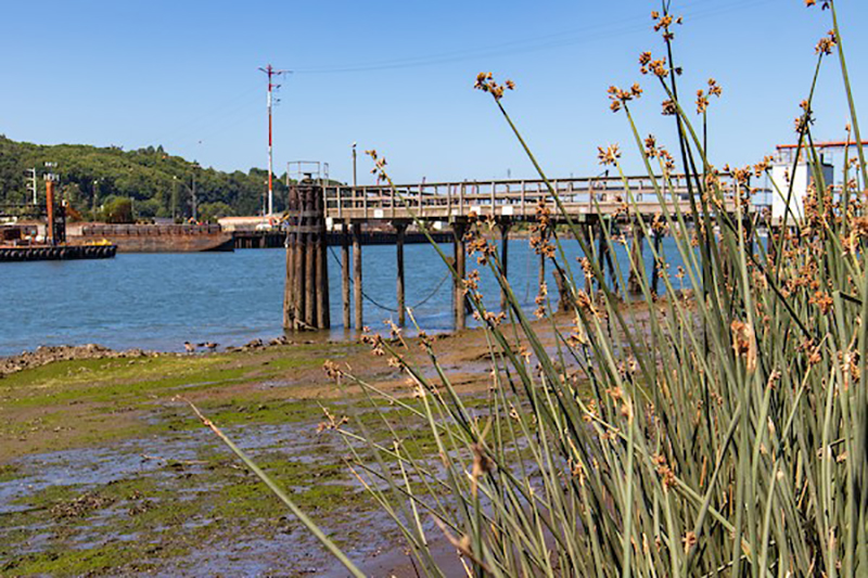 Duwamish park restore