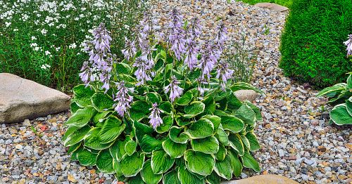 garden plants